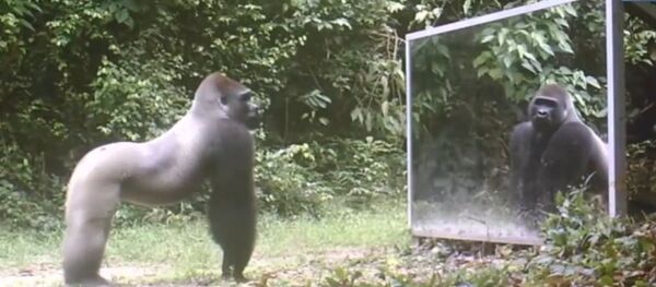 Animaux sauvages devant un miroir - Sputnik Afrique