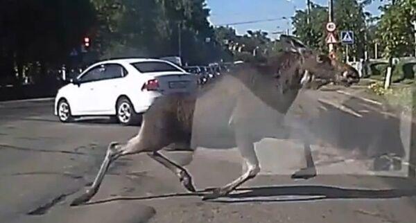 Un élan qui ne manque pas d’allure - Sputnik Afrique