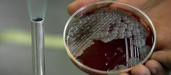 Bactéries Bacillus anthracis Bactéries Bacillus anthracis - Sputnik Afrique