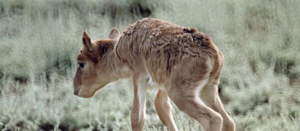 Un saïga - Sputnik Afrique