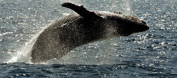 Горбатый кит всплывает на поверхность в районе Гавайский островов Горбатый кит всплывает на поверхность в районе Гавайский островов - Sputnik Afrique