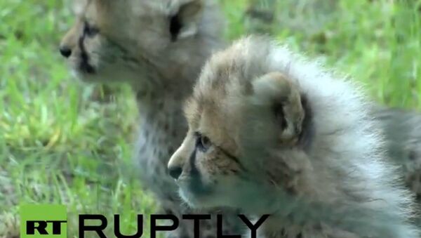 Allemagne: cinq bébés guépards au zoo de Rostock - Sputnik Afrique