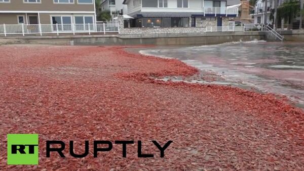 San-Francisco: une plage recouverte de milliers de crabes - Sputnik Afrique