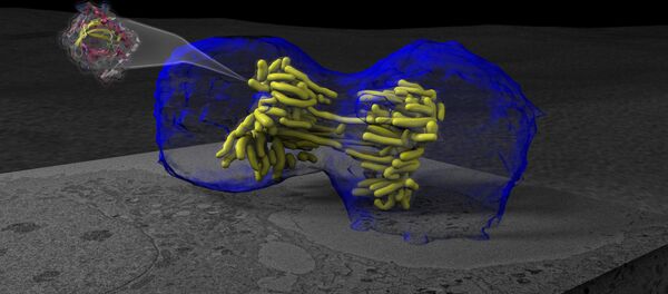 Трехмерная визуализация процесса деления клетки - митоза - Sputnik Afrique
