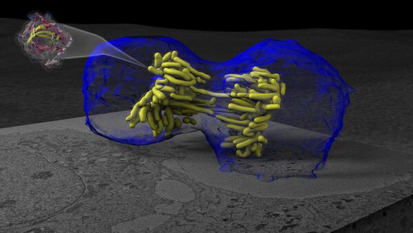 Трехмерная визуализация процесса деления клетки - митоза - Sputnik Afrique