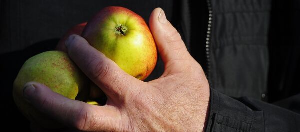 Les pommes. Image d`illustration - Sputnik Afrique
