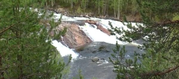 Forêts vierges du Nord russe - Sputnik Afrique