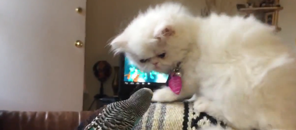 Un perroquet chasse un chaton persan - Sputnik Afrique