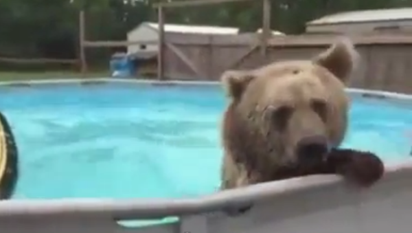 Un ourson se baigne dans une piscine - Sputnik Afrique