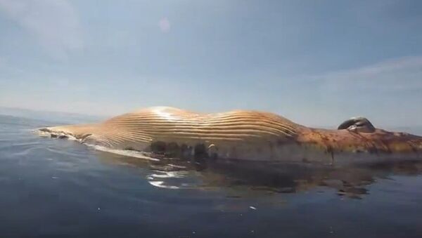 Un grand requin blanc tueur de baleine - Sputnik Afrique