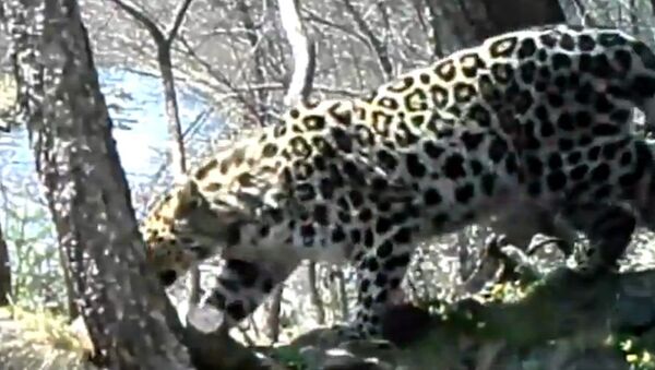 Une femelle léopard danse - Sputnik Afrique