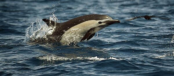 Dauphin Dauphin - Sputnik Afrique
