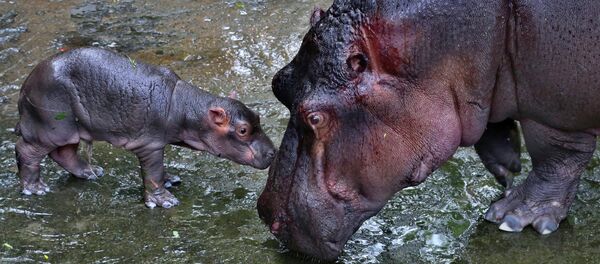 Rétablie, Fiona l’hippopotame pique une tête dans la piscine (vidéo) - Sputnik Afrique