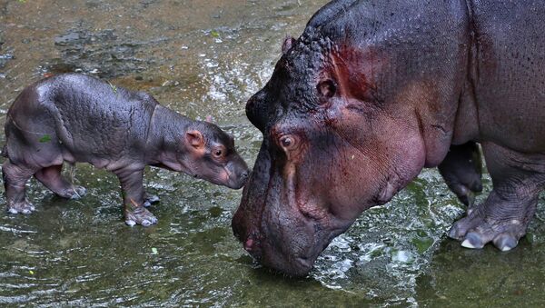 Rétablie, Fiona l’hippopotame pique une tête dans la piscine (vidéo) - Sputnik Afrique