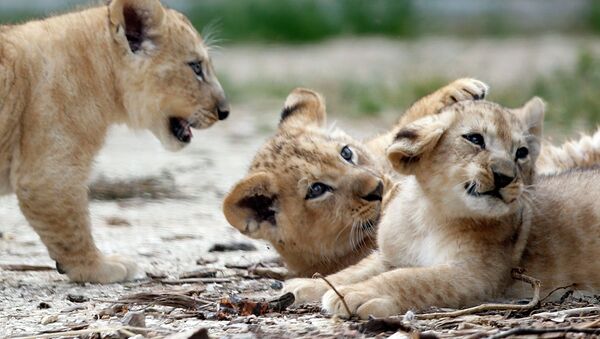 Three lion cubs are seen making their first public appearance in their enclosure at Paris Zoological Park in the Bois de Vincennes in the east of Paris, France, June 26, 2015 - Sputnik Afrique