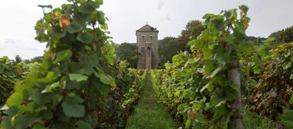 This Monday Sept.10, 2012 photo shows Vineyards in front of the Gevrey-Chambertin castle in Burgundy, eastern France. - Sputnik Afrique