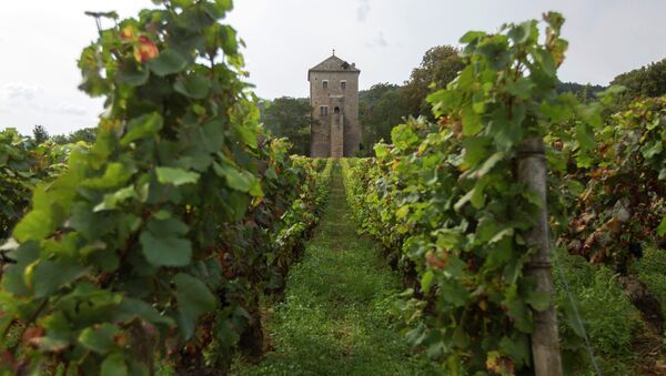 This Monday Sept.10, 2012 photo shows Vineyards in front of the Gevrey-Chambertin castle in Burgundy, eastern France. - Sputnik Afrique
