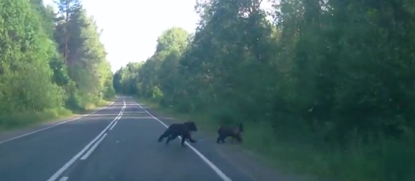 Des ours piétons - Sputnik Afrique