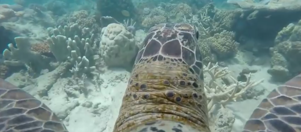 Australie: une tortue nous fait découvrir la Grande Barrière de corail - Sputnik Afrique