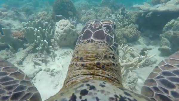 Australie: une tortue nous fait découvrir la Grande Barrière de corail - Sputnik Afrique