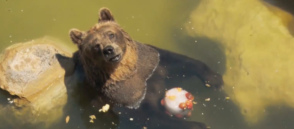 Italie: face à la chaleur, les habitants du zoo de Rome s'empiffrent de glaces et de pastèques - Sputnik Afrique