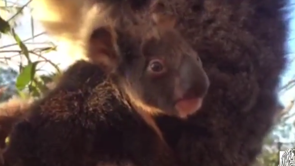 Un koala nouveau-né découvre le monde - Sputnik Afrique