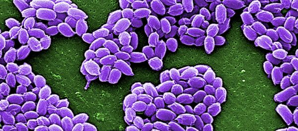 Des spores de bactéries d'anthrax - Sputnik Afrique