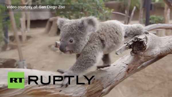 Un jouet pour un petit koala - Sputnik Afrique
