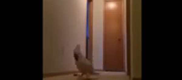 Un cacatoès mécontent de sa journée - Sputnik Afrique