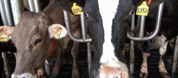 vache - Sputnik Afrique