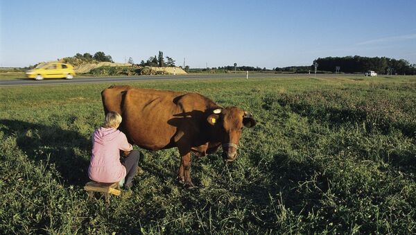 Woman milking a cow - Sputnik Afrique