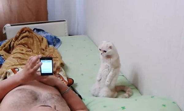 Chat patriote - Sputnik Afrique