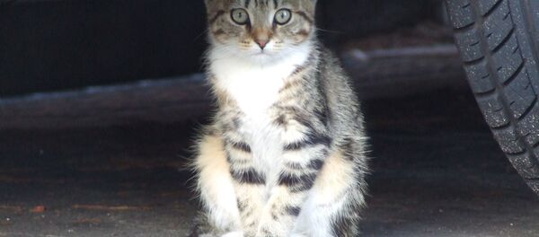 Stray cat Stray cat - Sputnik Afrique