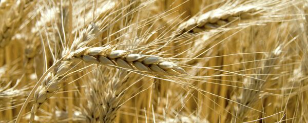 Champs de Belgorod - Sputnik Afrique