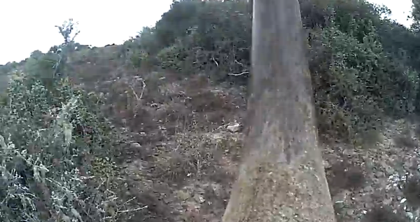 Des caméras dans les cornes des rhinocéros contre le braconnage - Sputnik Afrique