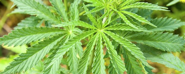 Конопля - Sputnik Afrique