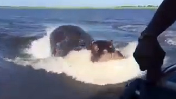 Un hippopotame attaque un bateau moteur - Sputnik Afrique