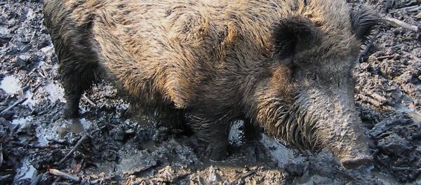 Un sanglier - Sputnik Afrique