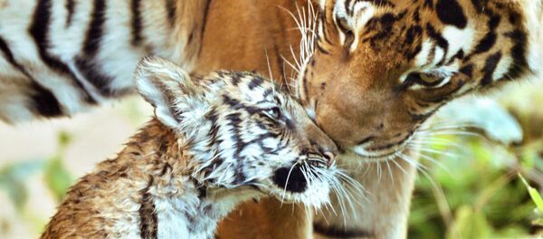 Tigres Tigres - Sputnik Afrique