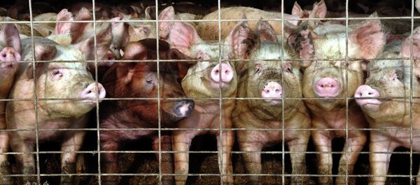 Elevage porcin - Sputnik Afrique