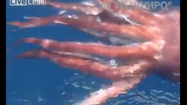 Les marins russes découvrent un calamar géant - Sputnik Afrique