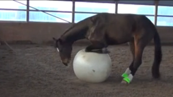 Un cheval s'amuse avec gros ballon - Sputnik Afrique