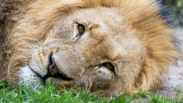 Cecil, lion de Zimbabwe tué par un dentiste américain - Sputnik Afrique