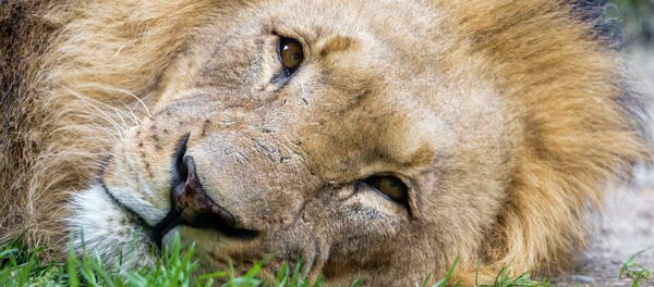 Cecil, lion de Zimbabwe tué par un dentiste américain - Sputnik Afrique