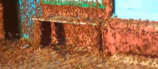 Russie: invasion de criquets - Sputnik Afrique