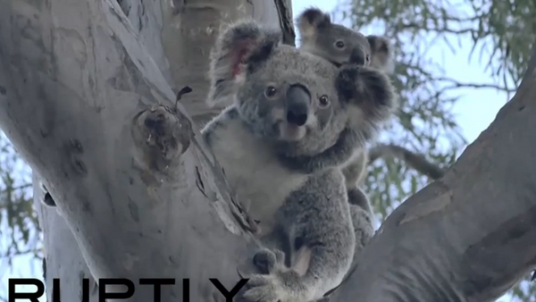 Australie: la koala Lizzy et son bébé de retour dans la nature - Sputnik Afrique