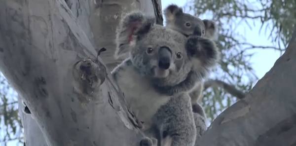 Australie: la koala Lizzy et son bébé de retour dans la nature - Sputnik Afrique