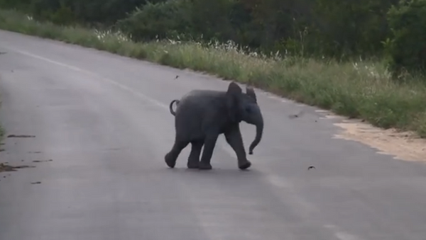 Un bébé éléphant s’essaie à la chasse aux hirondelles - Sputnik Afrique