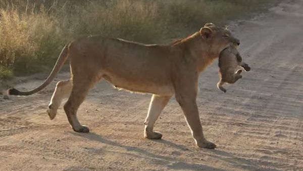 Une lionne et son petit traversent une route - Sputnik Afrique