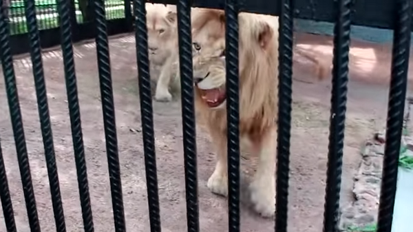 Les employés de zoo vs une lionne - Sputnik Afrique